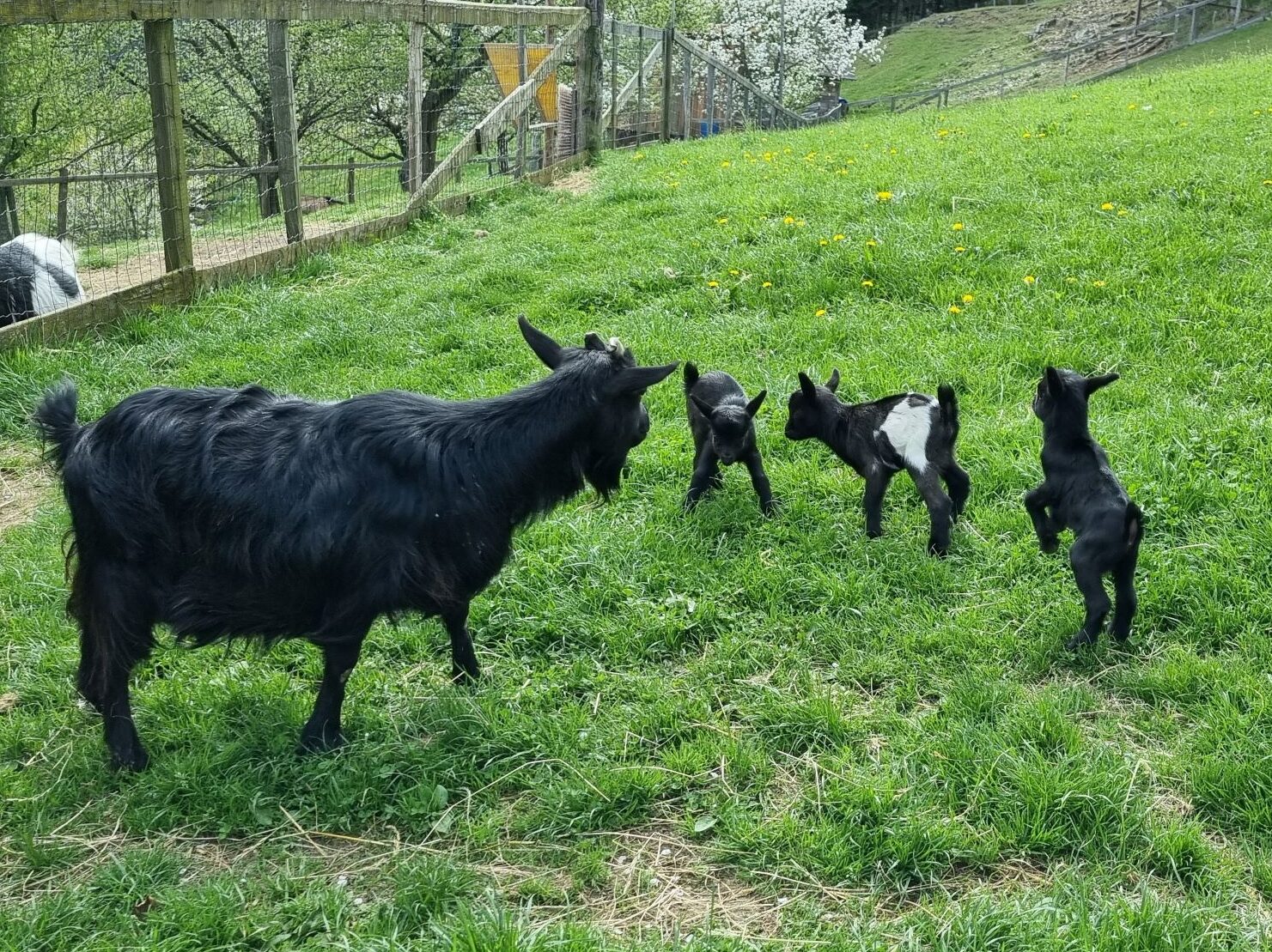 Frieda hat Drillinge bekommen. Urlaub am Bauernhof Perhofer