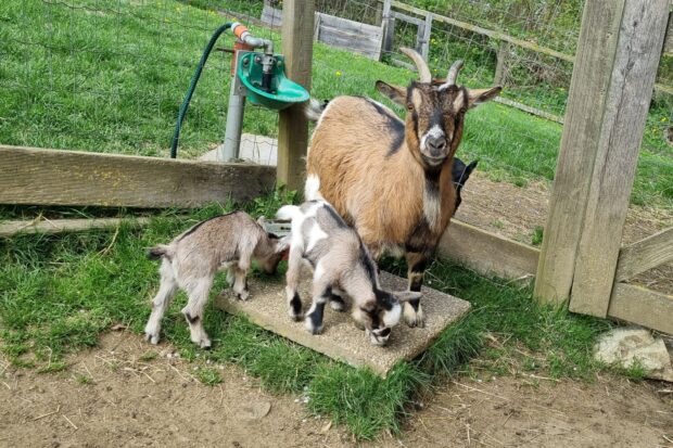 Zwergziege Heidi mit ihren Kleinen "Rocky und Chanti". Ferienwohnungen Perhofer