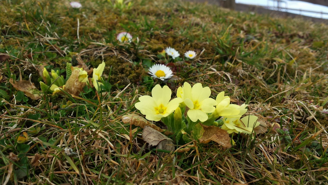 Frühlingssonne