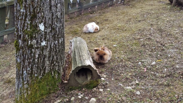 Zwerghasen, freuen sich auf den Frühling