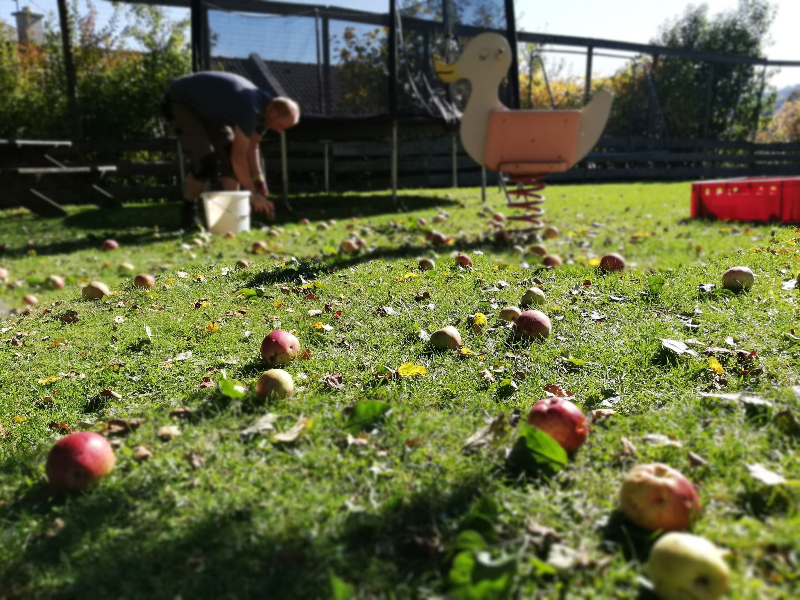 Äpfel klauben_Urlaub am Bauernhof Perhofer