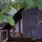 Hasen in der Hasenranch.