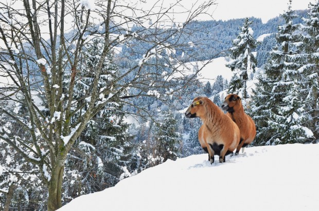 Vierbeiner im Schnee