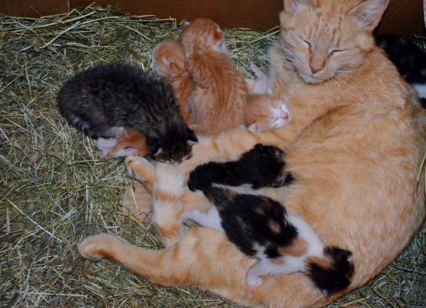 Katzennachwuchs