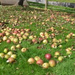 Äpfel klauben