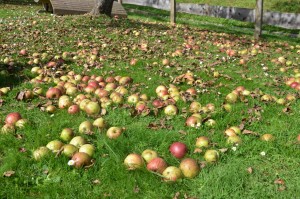 Äpfel klauben