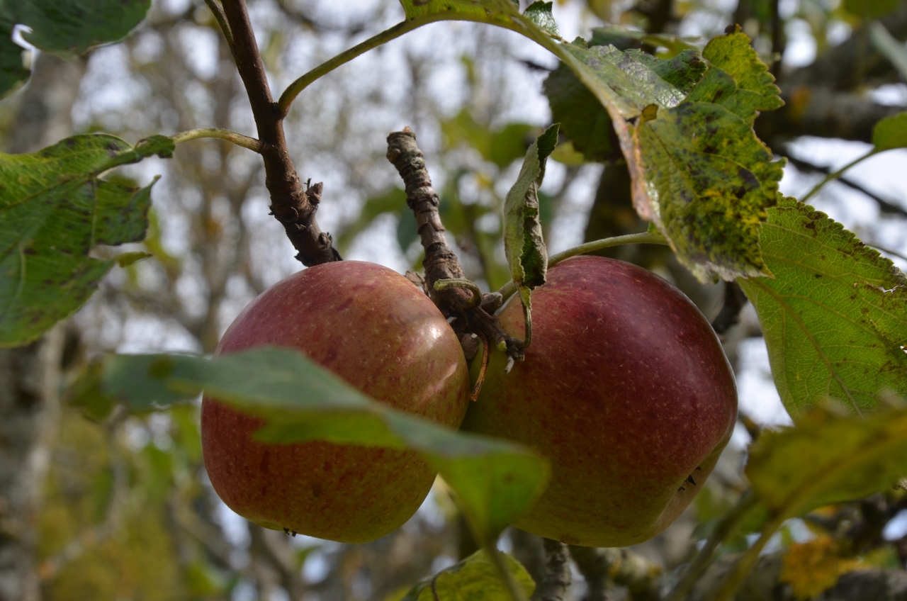 Vom Apfel zum Schnaps