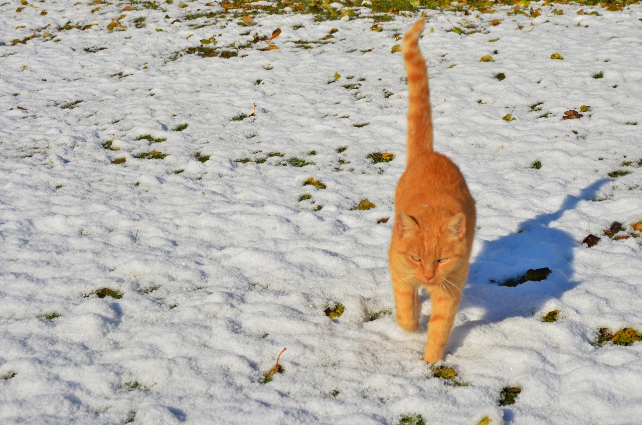 Juhu, der erste Schnee