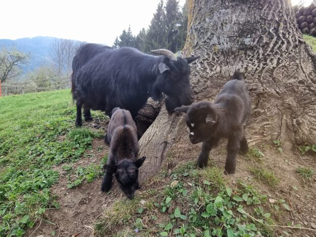 Die Zwergziegenkitzlein gemeinsam mit der Mama auf Erkundungstour unterm Nussbaum am Bauernhof Perhofer.