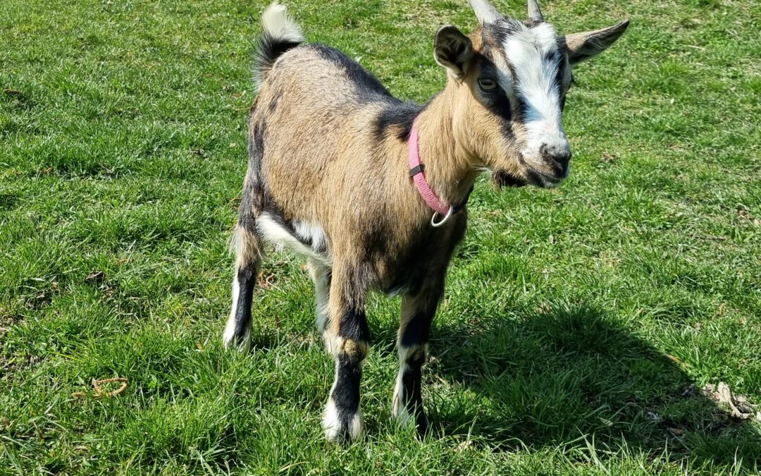 Elli ist da – unser neuer, kleiner Wirbelwind am Bauernhof