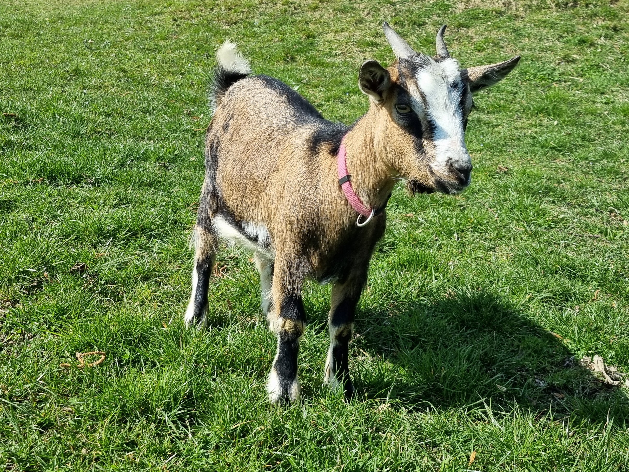 Elli auf der Weide von Ferienwohnungen Perhofer.