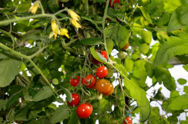Gemüse im Garten
