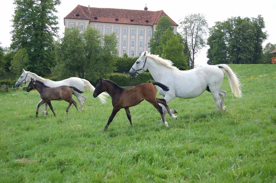 Lipizzaner Gestüt Piber