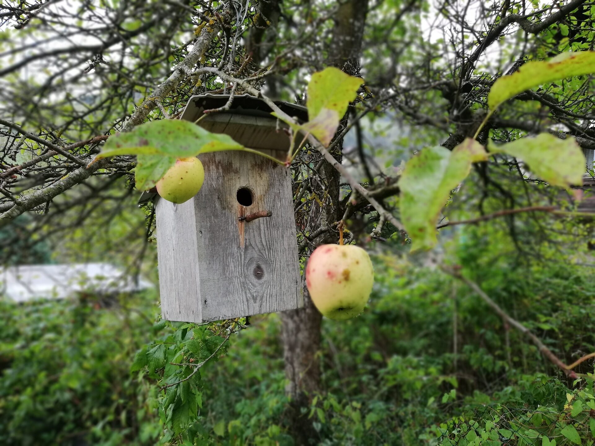 Herbststimmung am Bauernhof bei Ferienwohnungen Perhofer.