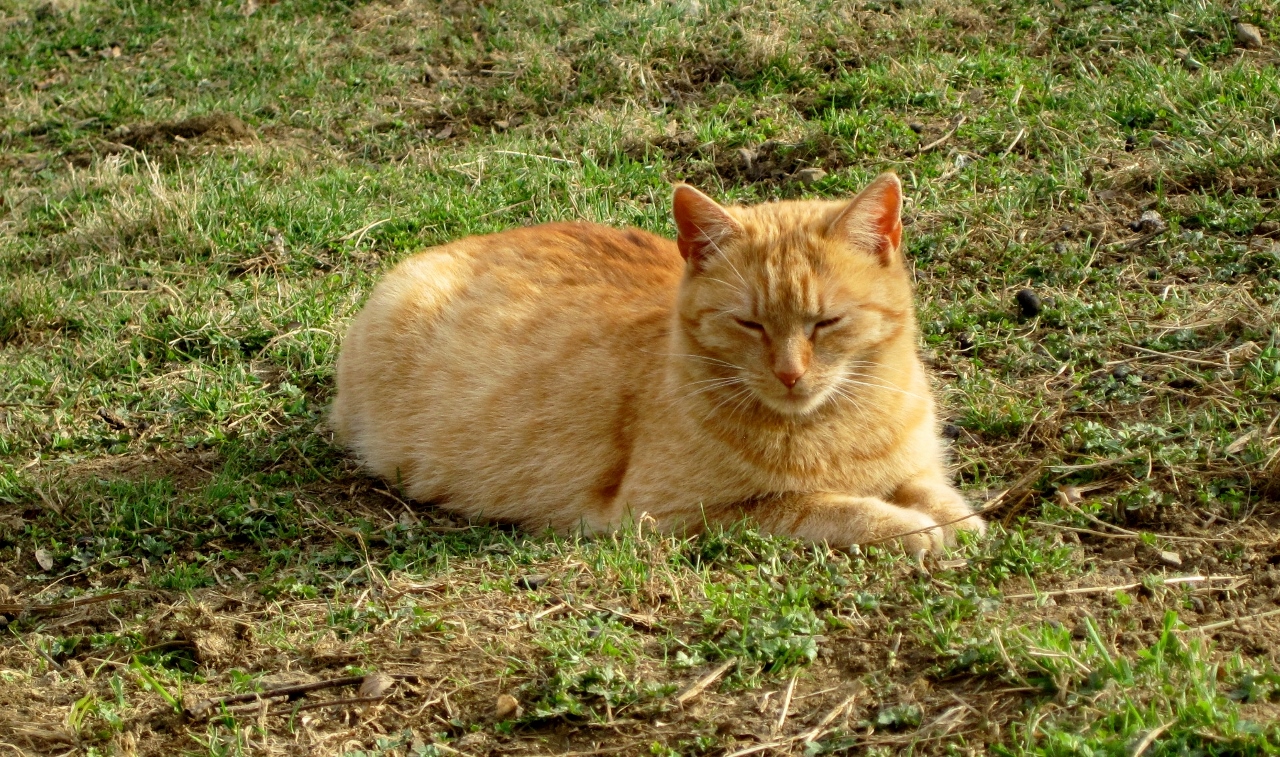 Unsere Katzenmama „Schnurrli“