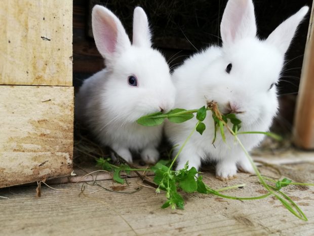 "Flocke" unser Zwergkaninchen