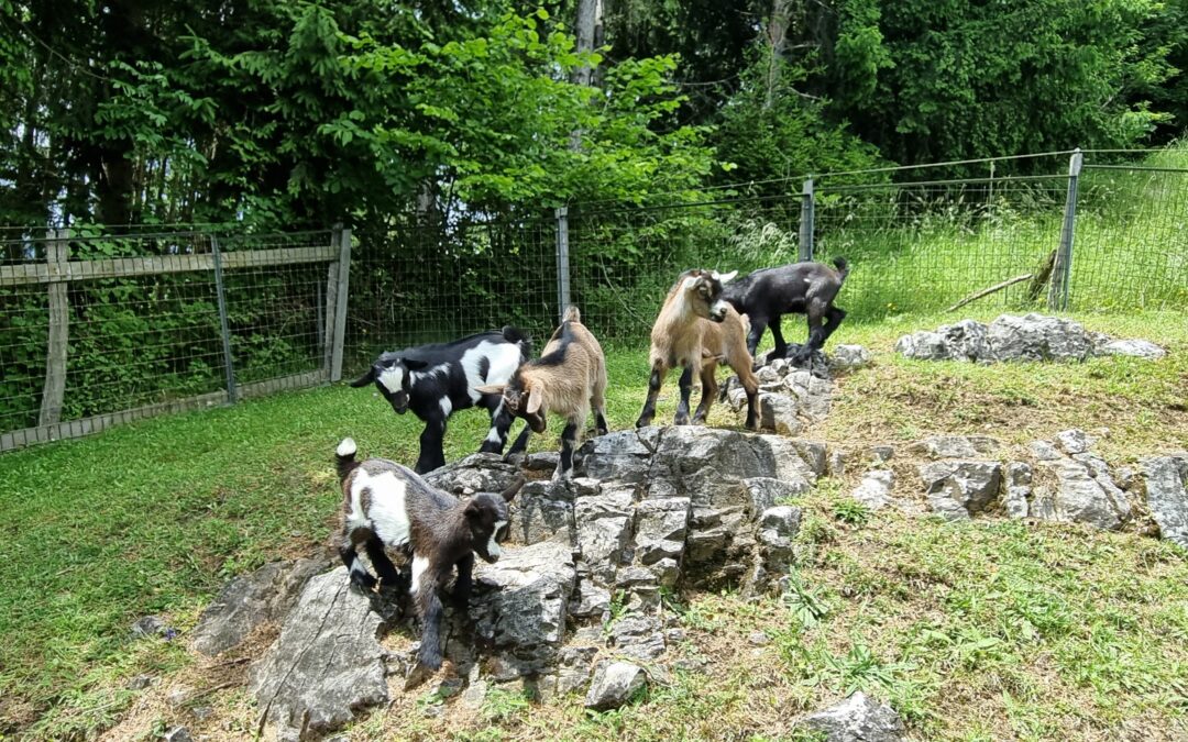 Zwergziegennachwuchs am Bauernhof