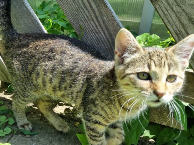 Katze Chili auf Erkundungstour bei Ferienwohnungen Perhofer.