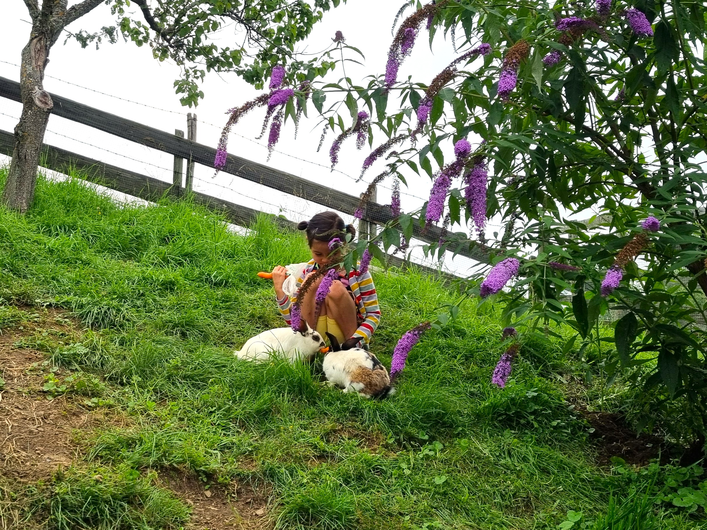 Neugierige Zwergziegen am Baby und Kinderbauernhof Perhofer