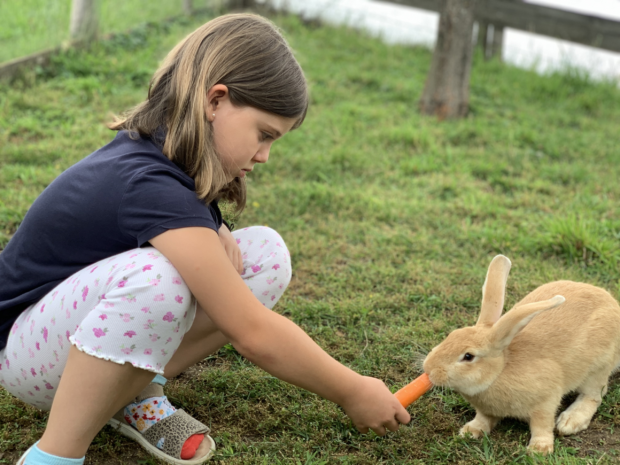 Kind füttert einen Hasen im Garten von Ferienwohnungen Perhofer Kind füttert einen Hasen im Garten von Ferienwohnungen Perhofer