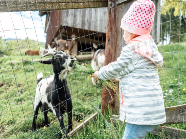 Kleinkind füttert die Zwergziegen am Familienbauernhof Perhofer.