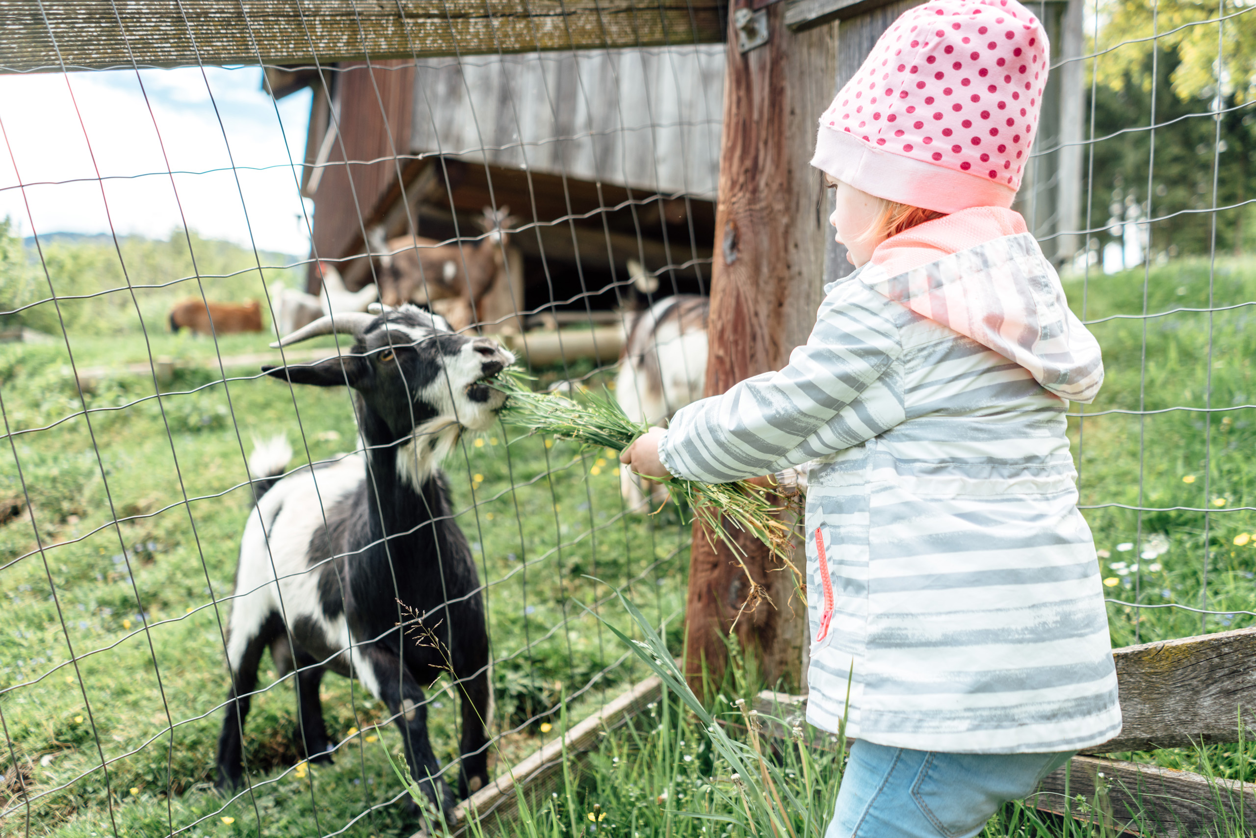 Kind mit Ziege am Bauernhof von Ferienwohnungen Perhofer
