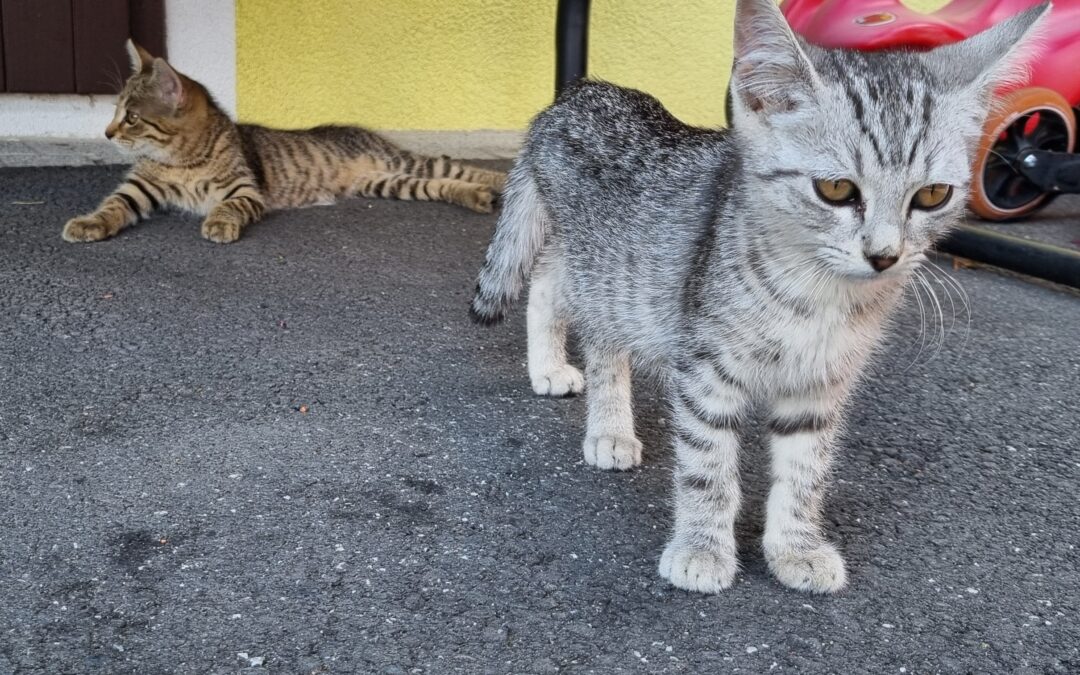 Herzlich willkommen Minki und Chili!