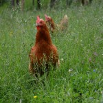 Glückliche Hühner am Bauernhof