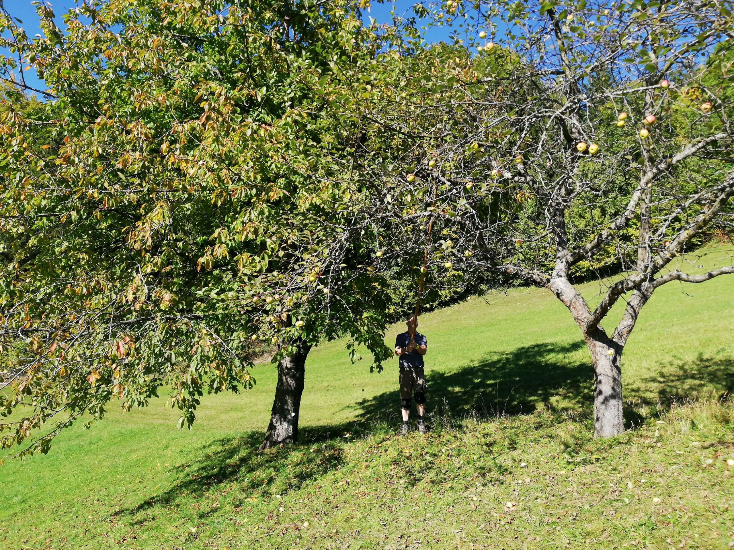 Teil von Streuobanlage_Apfelernte_Urlaub am Bauernhof Perhofer