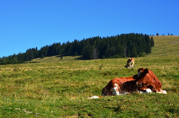 Tiere auf der Alm