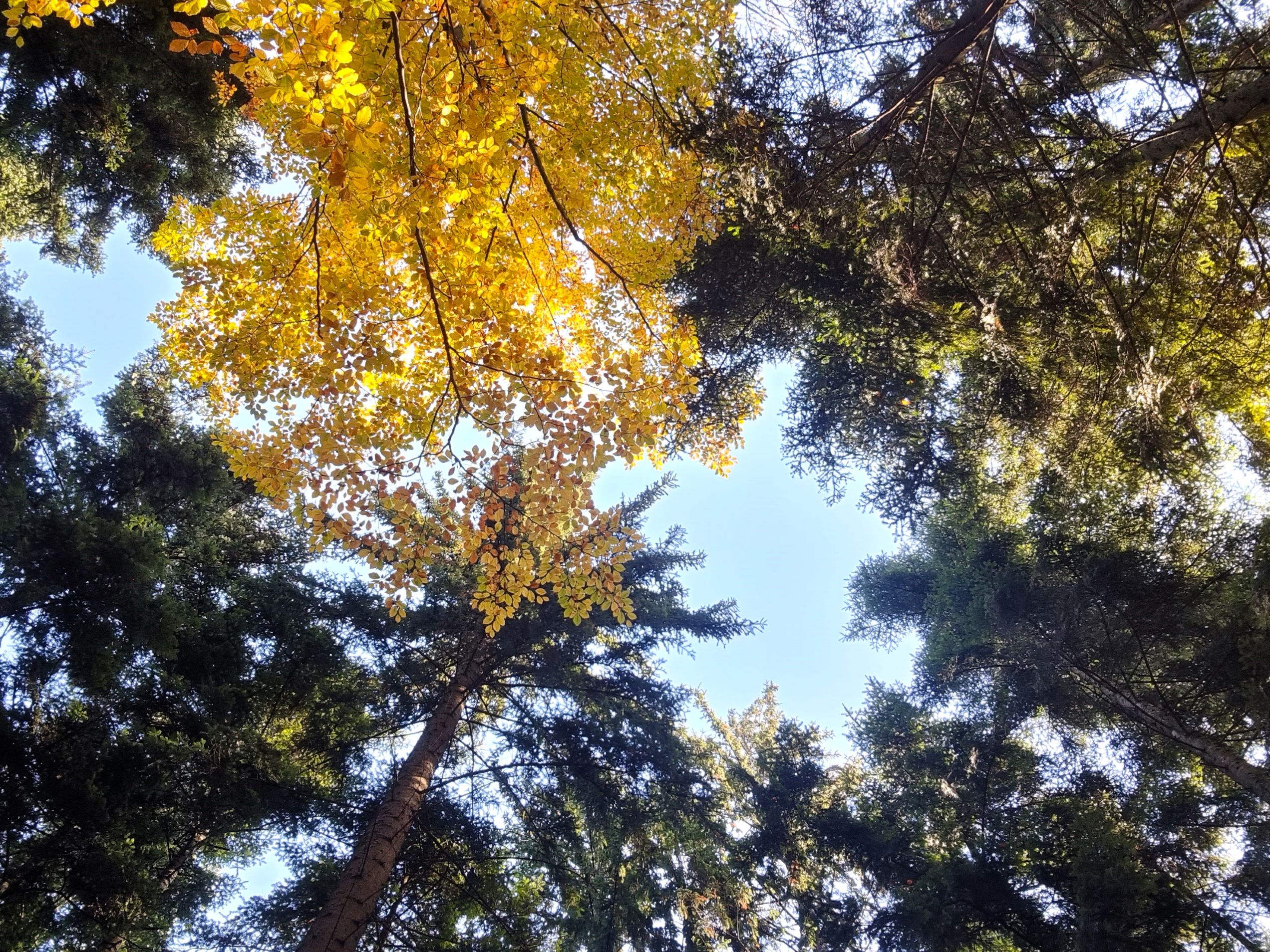 Kräftereich Wald - Urlaub am Bauernhof Perhofer