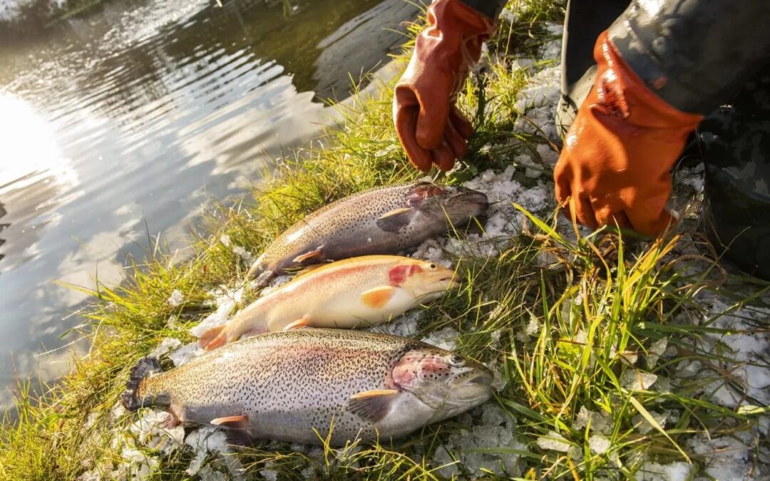 Forellenzucht Kroisleitner – regionaler Genuss & spannende Einblicke aus dem Joglland
